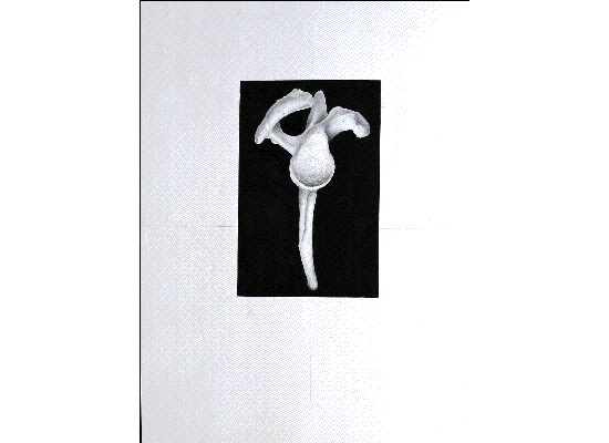pelcula1.gif